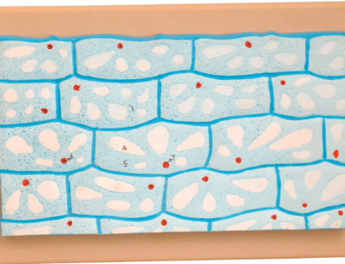 Cellules épidermiques d’oignon