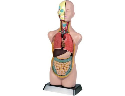 Anatomie du Corps Humain