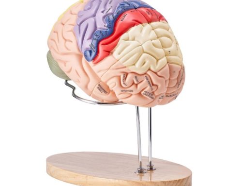 Cerveau Humain